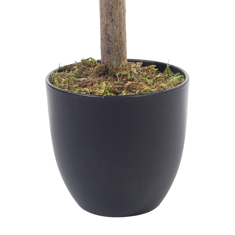Breeins Schefflera Arboricola Tree in Pot for Decoration