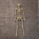 5ft (1.52m) Posable Full Body Halloween Skeleton Decoration With Movable Joints