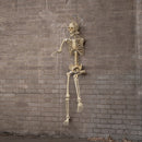 5ft (1.52m) Posable Full Body Halloween Skeleton Decoration With Movable Joints