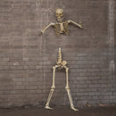5ft (1.52m) Posable Full Body Halloween Skeleton Decoration With Movable Joints