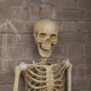 5ft (1.52m) Posable Full Body Halloween Skeleton Decoration With Movable Joints
