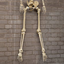 5ft (1.52m) Posable Full Body Halloween Skeleton Decoration With Movable Joints