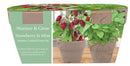 Summer Cocktail Duo - Grow Your Own Strawberry & Mint Kit