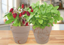 Summer Cocktail Duo - Grow Your Own Strawberry & Mint Kit