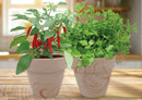 Fiery Flavours Duo Chilli & Coriander