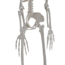 Poseable Skeleton Props for Halloween Party Decoration