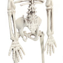 Realistic Posable Hanging Skeleton for Halloween
