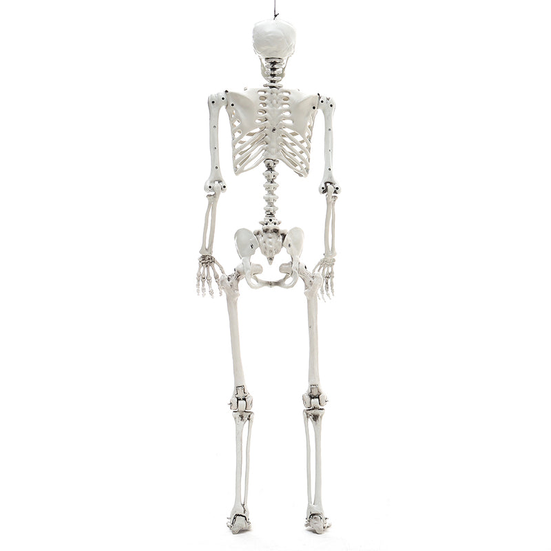 Halloween Realistic Full Body Skeleton Prop Decoration Posable Joints