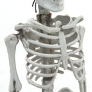 Realistic Posable Hanging Skeleton for Halloween