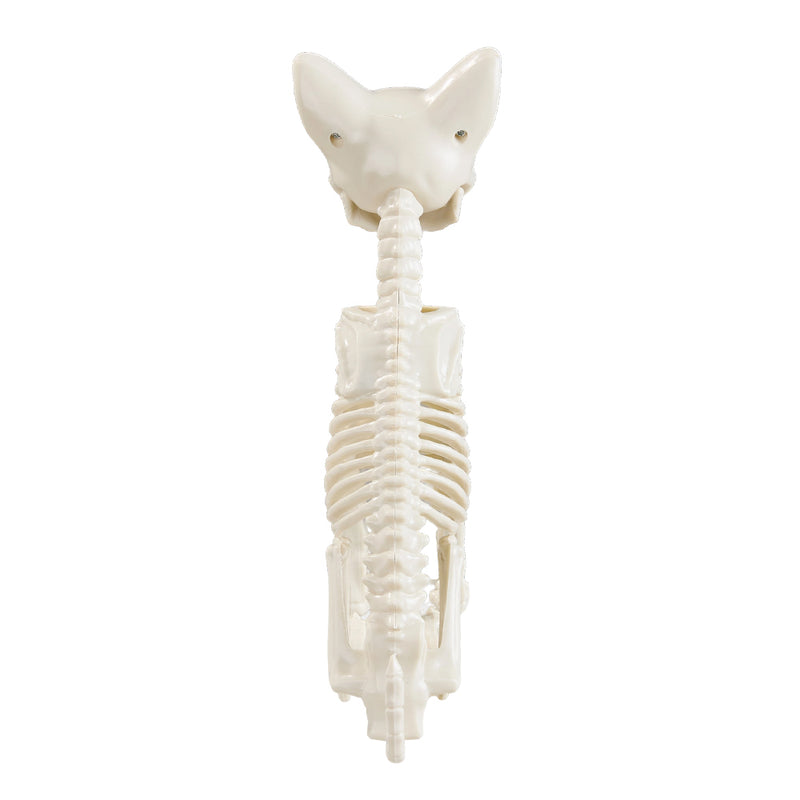 Spooky Halloween Cat Skeleton