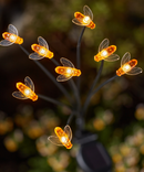Multi Stem Bee Stake Lights