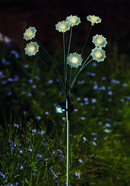 8 Stem Flora Lights