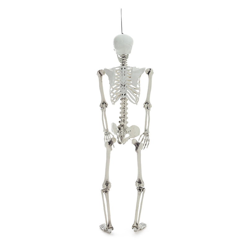 Posable Full Body Skeleton Prop
