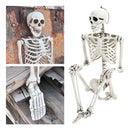 Posable Full Body Skeleton Prop