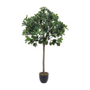 Breeins Schefflera Arboricola Tree in Pot for Decoration