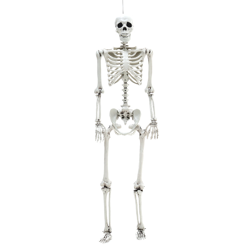 Halloween Realistic Full Body Skeleton Prop Decoration Posable Joints