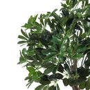 Breeins Schefflera Arboricola Tree in Pot for Decoration