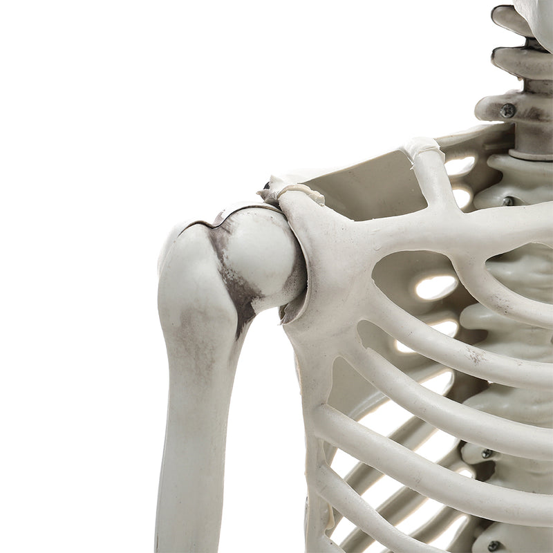 Halloween Realistic Full Body Skeleton Prop Decoration Posable Joints