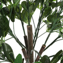 Breeins Schefflera Arboricola Tree in Pot for Decoration