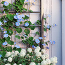 Outsunny Metal Raised Garden Bed Planter Box with Trellis, 90 x 40 x 120 cm