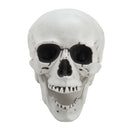 Halloween Realistic Plastic Skull Tabletop Decoration