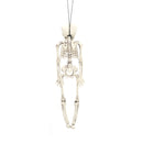 Realistic Posable Hanging Skeleton for Halloween