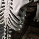 90cm (3ft) Posable Full Body Halloween Skeleton Decoration With Movable Joints