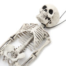 Realistic Posable Hanging Skeleton for Halloween