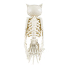 Halloween Owl Skeleton Prop