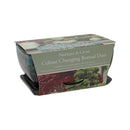 Grow Your Own Miniature Pine & Sweet Gum Bonsai Kit