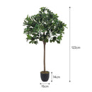 Breeins Schefflera Arboricola Tree in Pot for Decoration