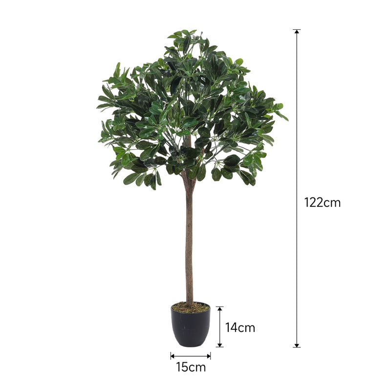 Breeins Schefflera Arboricola Tree in Pot for Decoration