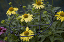 Tom Chambers Cottage Heavy Duty Black Metal Steel Herbaceous Garden Plant Support Grow Through Small 60cm X 35cm