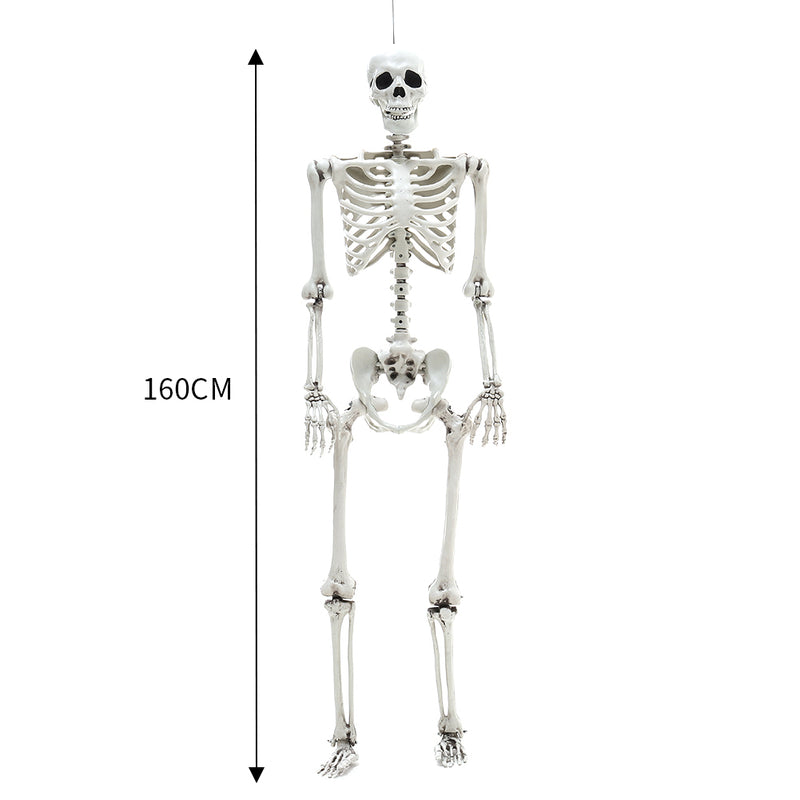 Halloween Realistic Full Body Skeleton Prop Decoration Posable Joints