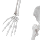 Poseable Skeleton Props for Halloween Party Decoration