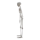 Poseable Skeleton Props for Halloween Party Decoration