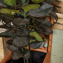 80cm X 45cm Large Cottage Heavy Duty Black Metal Herbaceous Garden Plant Support Grow Through