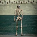 5ft (152cm) Battery Powered Light up Halloween Skeleton with Poseable Joints & Green LEDs