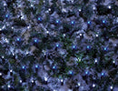 1.7m x 1.2m 180 LED Premier Indoor Outdoor Multifunction Christmas Net Light with Timer in Blue & White
