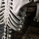 90cm (3ft) Posable Full Body Halloween Skeleton Decoration With Movable Joints