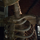 GIANT 8ft (240cm) Standing Indoor Outdoor Animatronic Halloween Skeleton Decoration