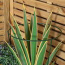 Tom Chambers Urban Green Conical Garden Plant Support Ring 30cm -  Medium