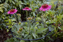 2 Pack Of Tom Chambers Cottage Heavy Duty Black Metal Steel Herbaceous Garden Plant Support Ring Large 80cm X 45cm