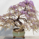 Sow Nurtured Wisteria Bonsai Grow Set
