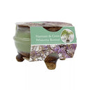 Sow Nurtured Wisteria Bonsai Grow Set