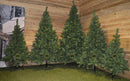 8ft (240cm) Imperial Pine Christmas Tree with 980 Tips in Green