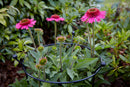 2 Pack Of Tom Chambers Cottage Heavy Duty Black Metal Steel Herbaceous Garden Plant Support Ring Large 80cm X 45cm