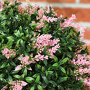 HOMCOM Set Of 2 Artificial Plant Topiary Balls, Faux Plants, Pink