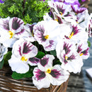 Outsunny 2 Pieces Artificial Phalaenopsis Decorative Plant with Straw Plaiting Pot, Fake Flower, 45cm, White Purple PCs Flower w/ Pot