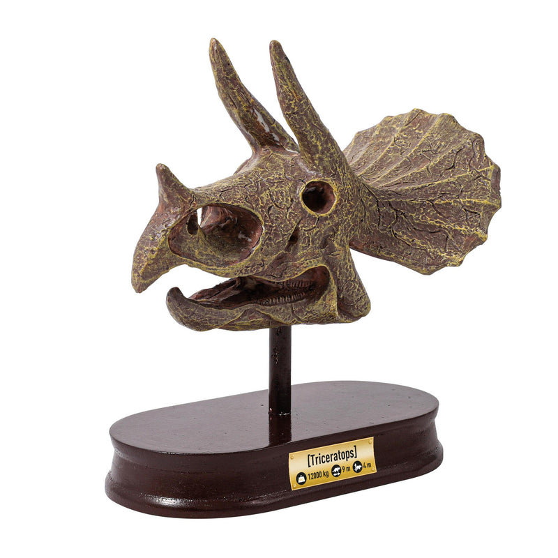 Buki Triceratops Museum Skull